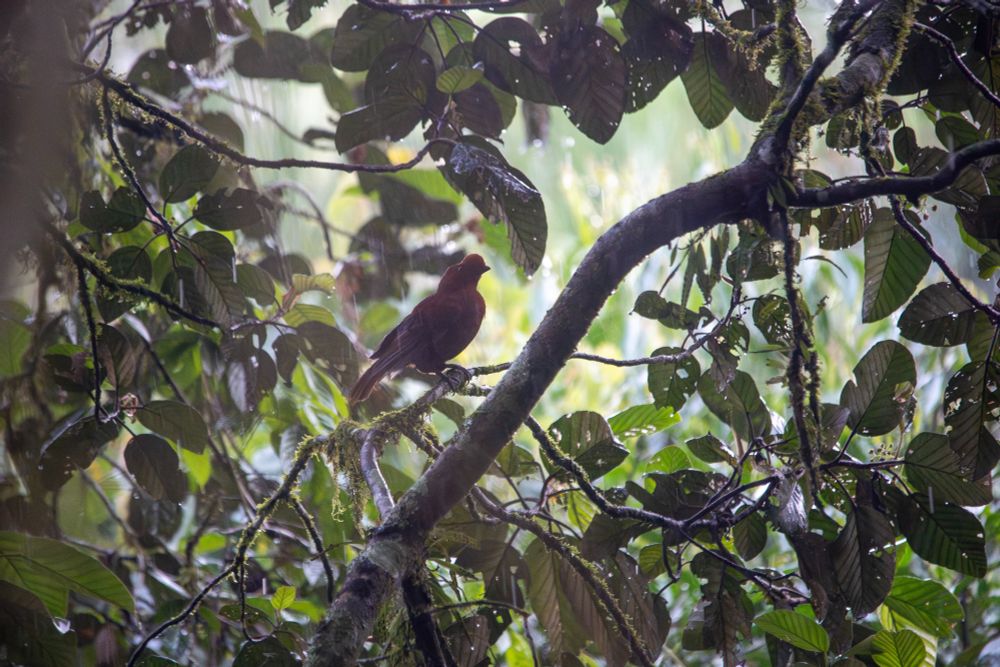 Female Andean Cock-of-the-Rock far in the distance of a dark forest, getting drenched in a downpour