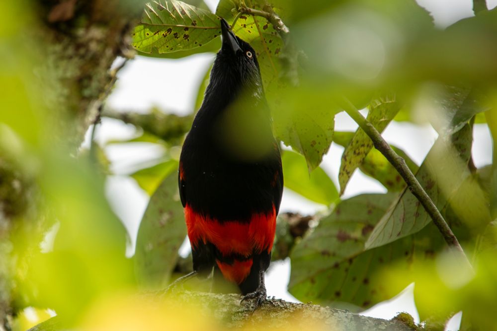 Red bellied grackle pulling leaves off a tree