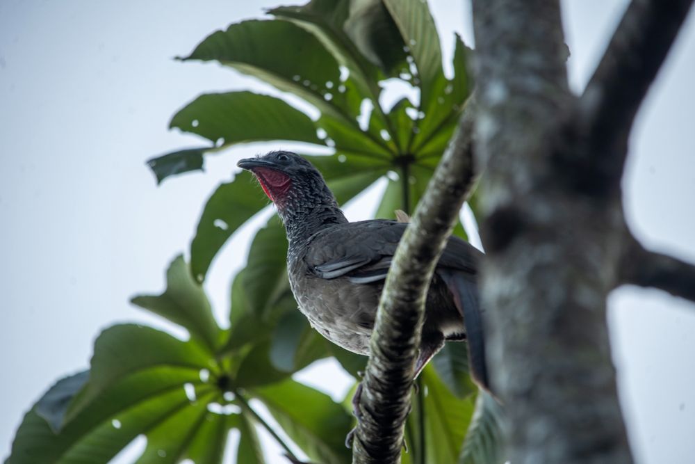 The strange Colombian chachalaca with its gregarious nature and constant, raucous morning call that continues for hours