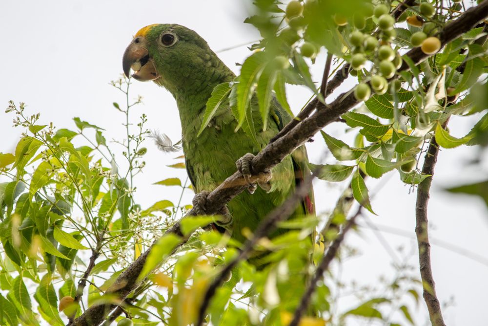 Orange crowned amazon