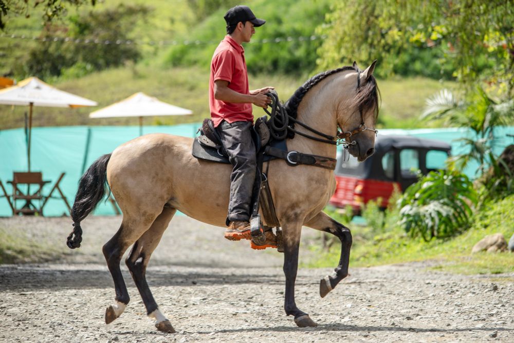 Fancy horse