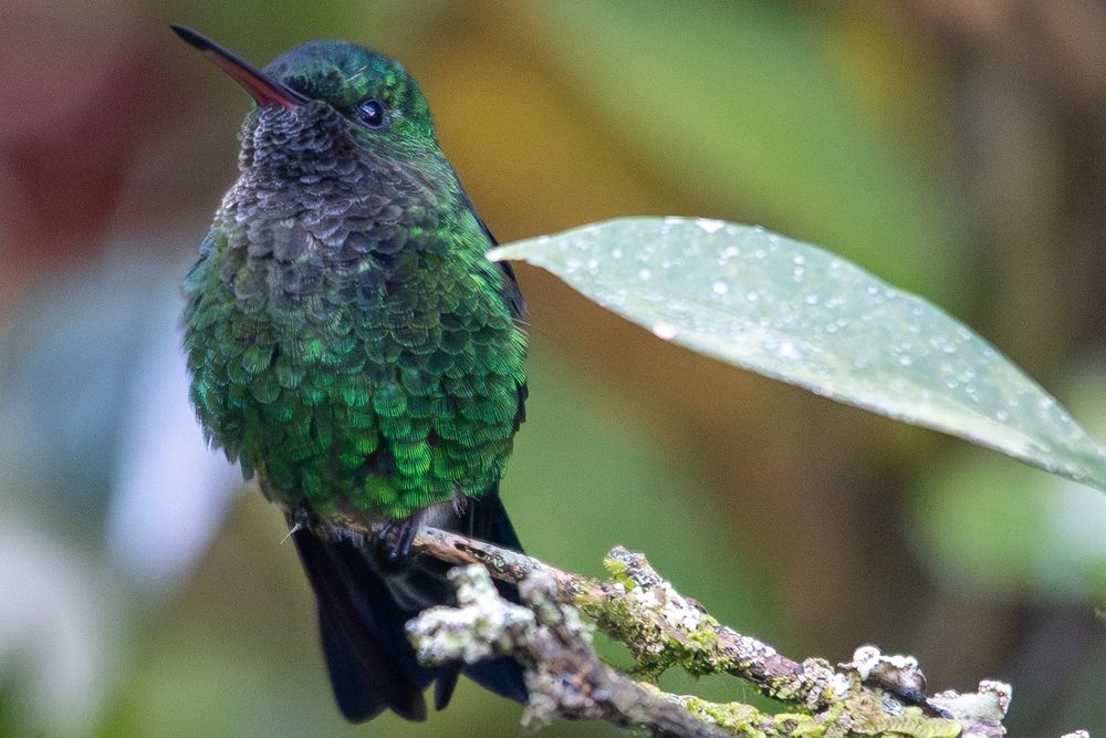 Western emerald