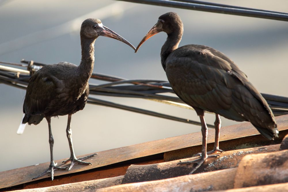 Two ibis scavenging for breakfast between the roof tiles