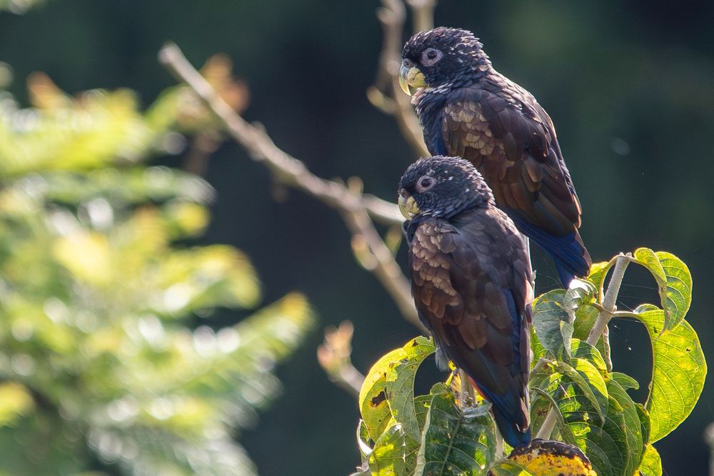 Bronze-winged parrots