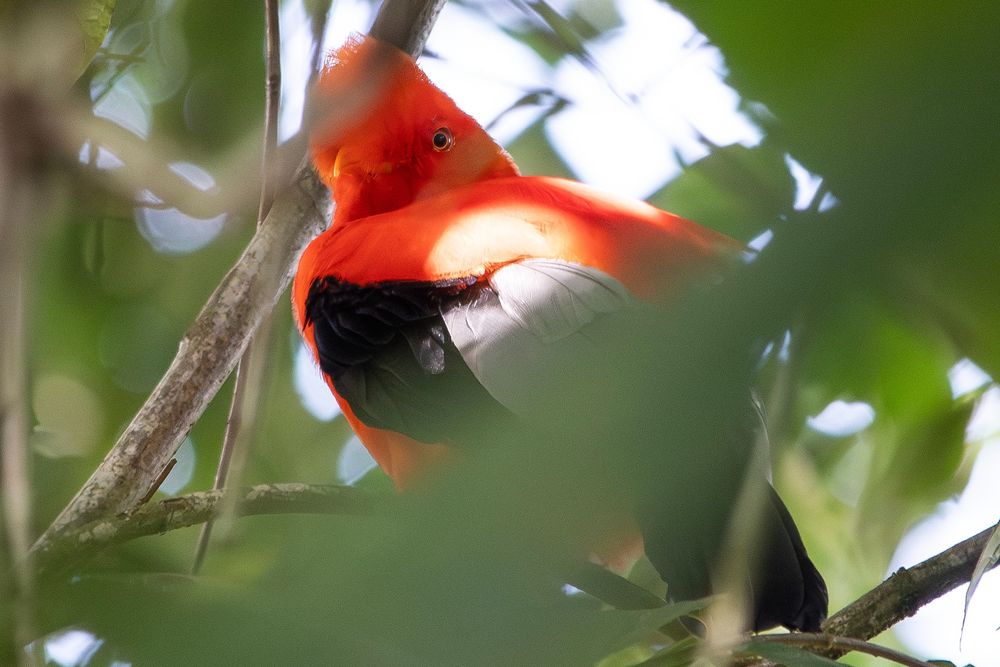 Male Andean Cock-of-the-Rock