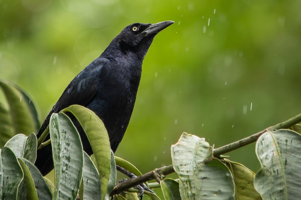 Carib grackle in a light drizzle