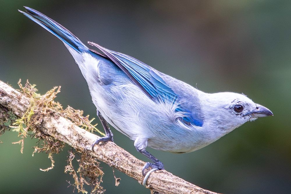 Blue-grey tanager