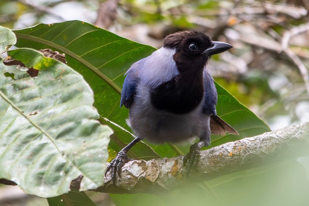 Violaceous jay
