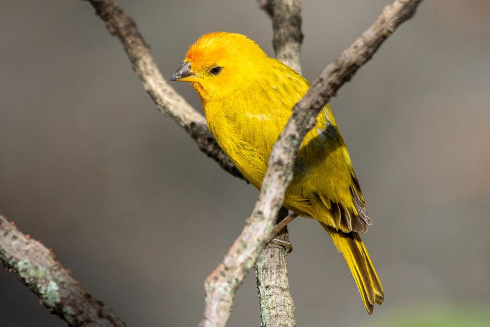 Saffron finch