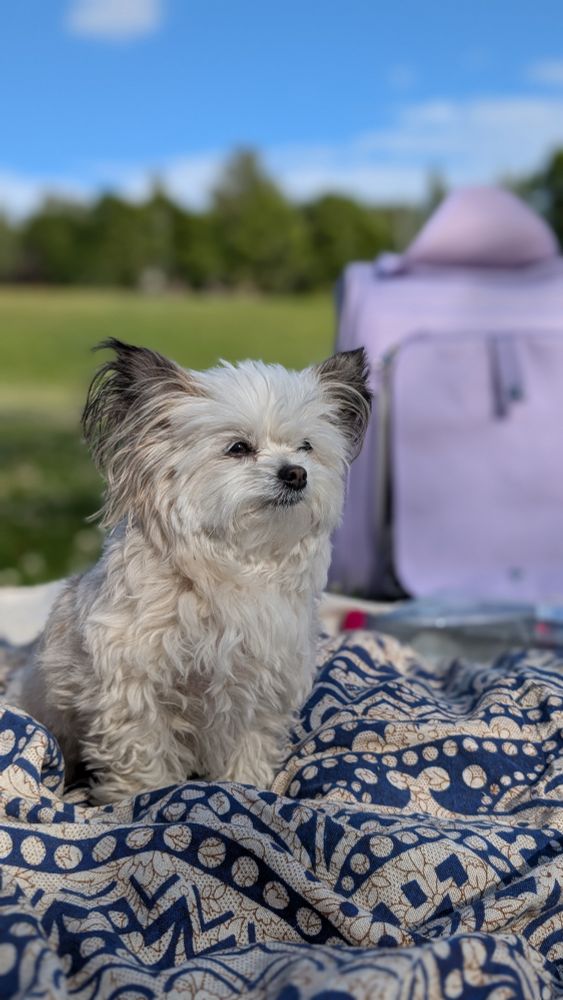 En kjempesøt liten hund som står på et piknikteppe i parken.