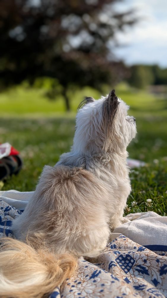 En kjempesøt liten hund som står på et piknikteppe i parken.