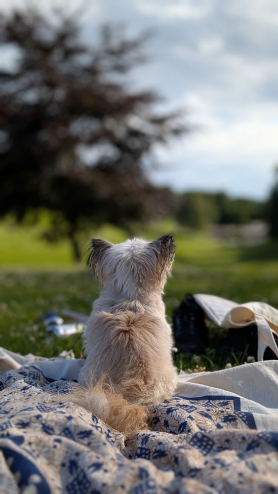 En kjempesøt liten hund som står på et piknikteppe i parken med ryggen til fotografen.
