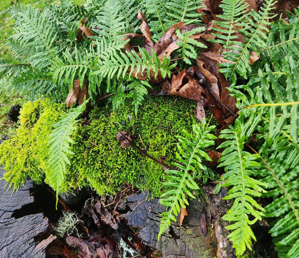 Licorice ferns and moss on a stump.