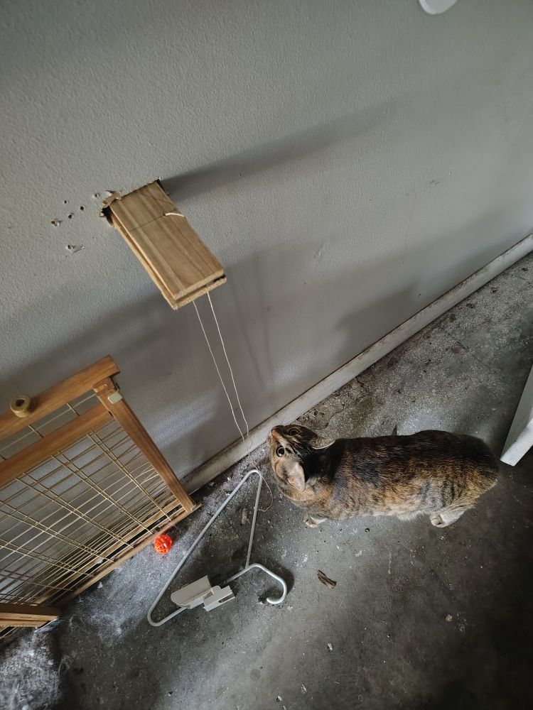 Curious cat standing on the ground and looking up at two boards sticking out of a hole in the wall. 