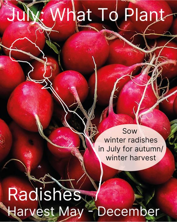 Background image of radishes with a white line drawing of a radish over the top. Text reads 'July: What to Plant' and 'Radishes Harvest May-December' with 'Sow winter radishes in July for autumn/winter harvest'

