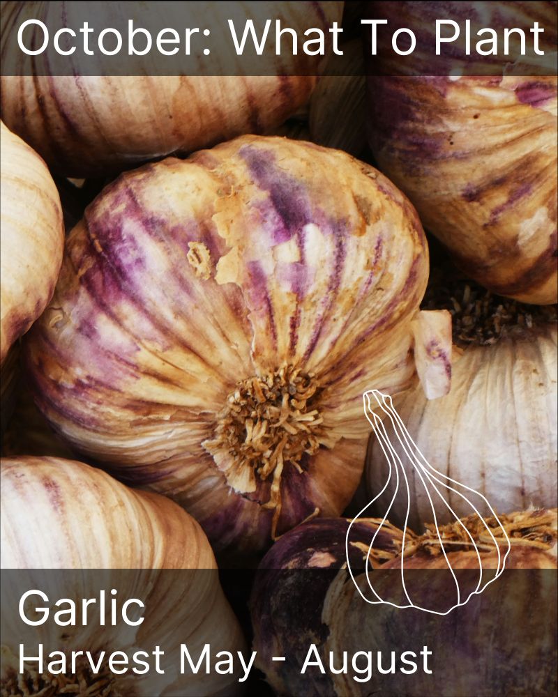 Background image of garlic close up with a white line drawing of a garlic bulb on top. There are black transparent borders at the top and bottom of the image with white text that reads 'October: What To Plant' and 'Garlic Harvest May - August'