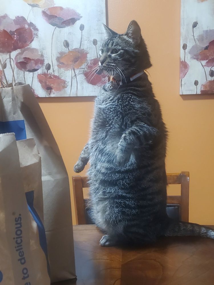 Chonky cat sitting up on hind legs (dark tabby)