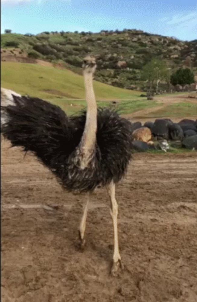 Dance Ostrich GIF