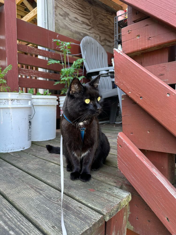 A black cat (named Gus) in a harness with a leash on a porch. Behind the cat are buckets of vegetables