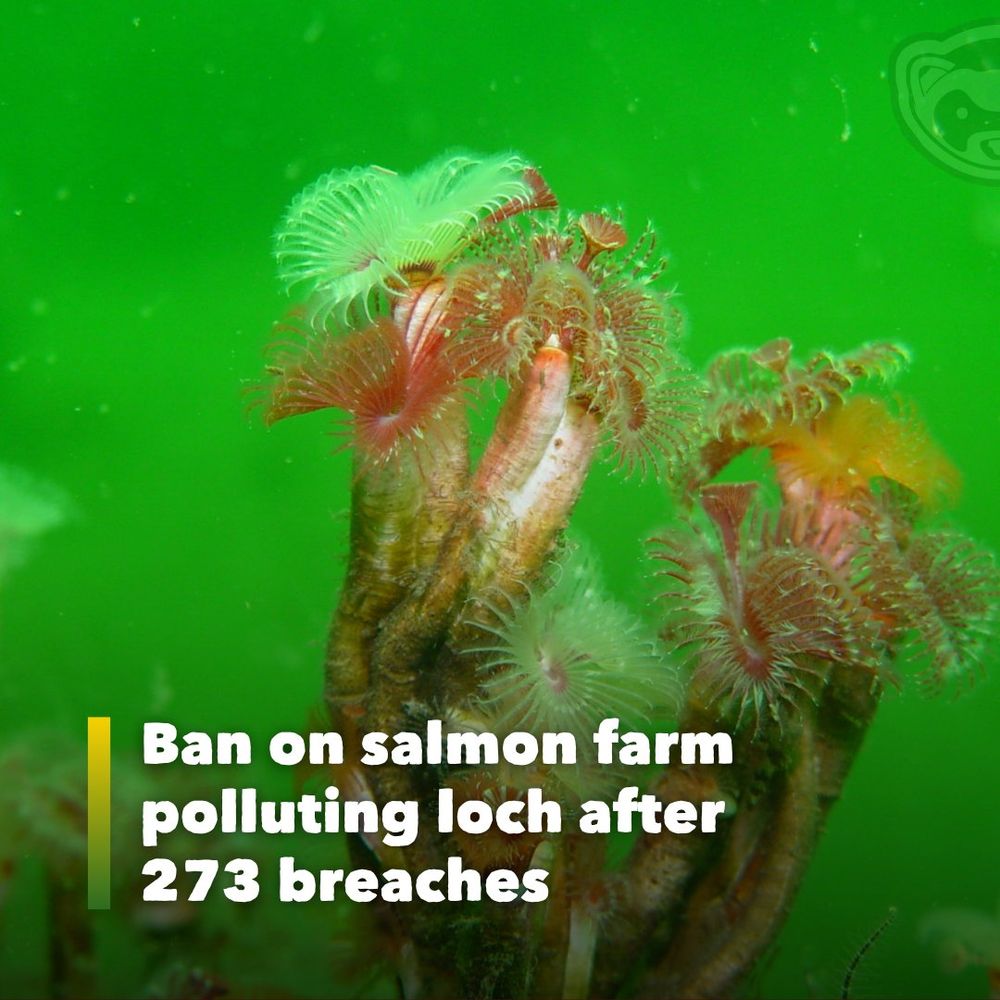 Underwater close-up of a vibrant serpulid reef in Loch Creran, featuring spiral-shaped marine worms in red, green and white. Text overlay reads: “Ban on salmon farm polluting loch after 273 breaches.” Image credit to Graham Saunders and NatureScot, with The Ferret’s logo faintly visible in the top right corner.