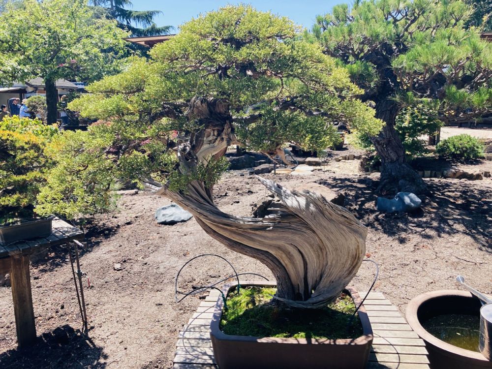 Wavy bonsai tree with whitish bark..