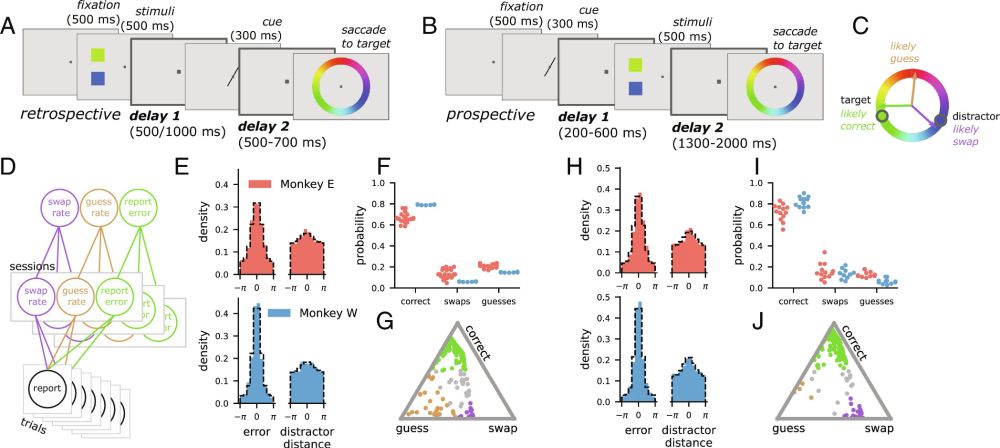 The neural basis of swap errors in working memory | PNAS