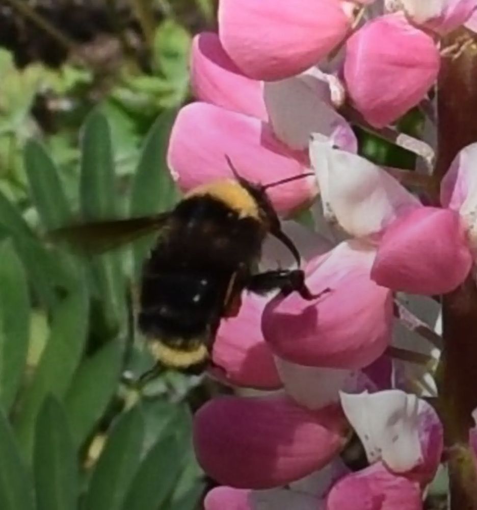 Pink lupine with a fluffy yellow & black bumbleebee about to land.