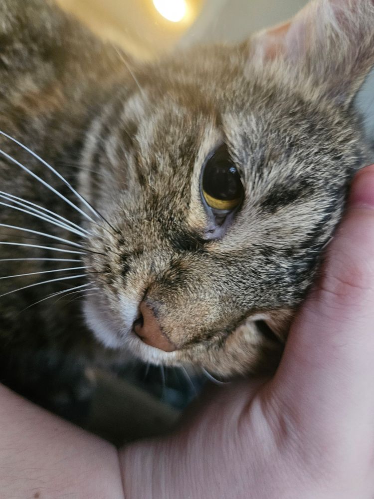 My cat Lana getting scritches