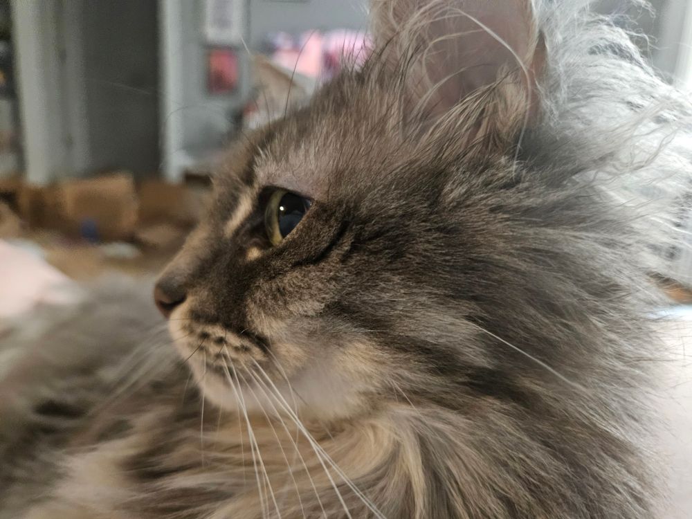 My cat Spätzle's profile
