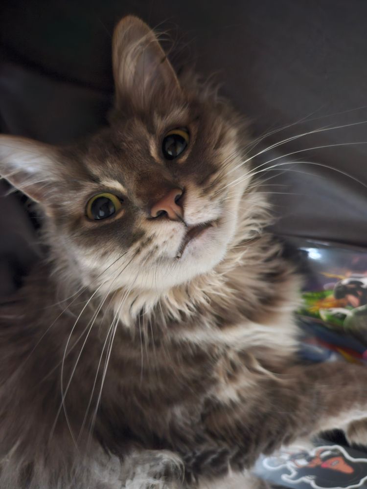 My cat Spätzle