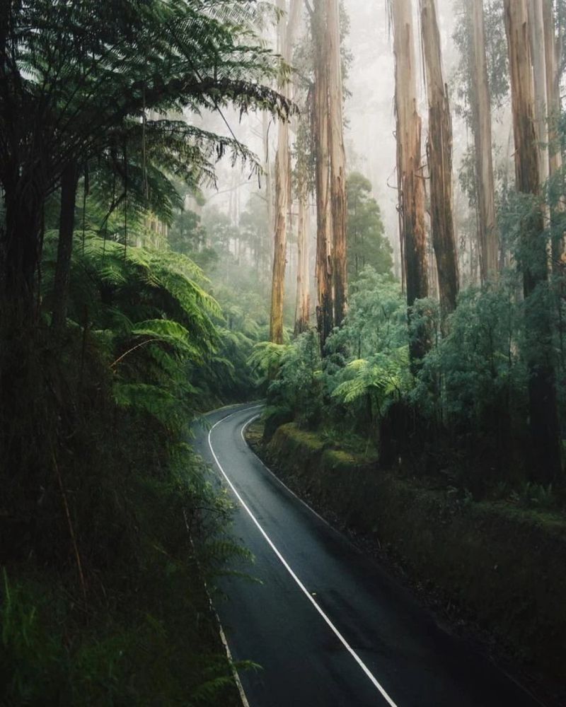 Une route qui pase dans une forêt verdoyante 