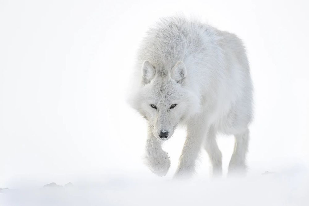 Somptueuse #photo d’un loup blanc dans la neige de Vincent Munier