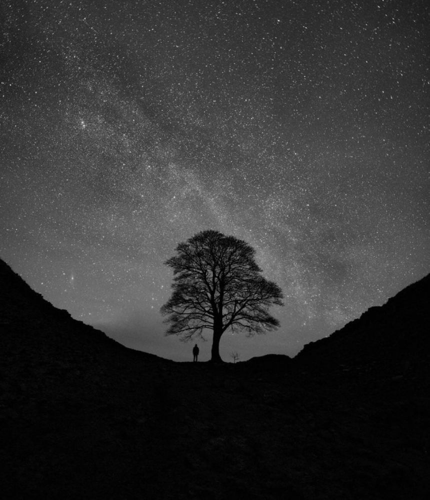 Un arbre solitaire se dresse sur une colline sous un ciel étoilé.