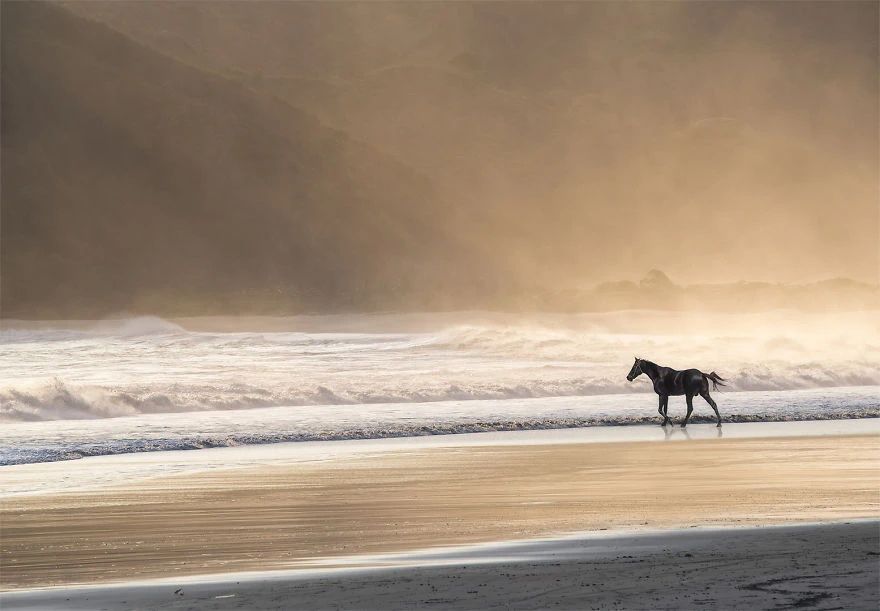 Un magnifique cheval noir est sur les rives du plage indonésienne. La photo est de Marcel Van Balken