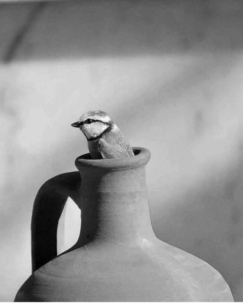 Coup de pot, le #photographe Ömer Yazar était là pour immortalisé l'instant. Un oiseau sort d’un pot en argile
