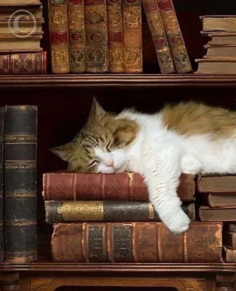 Un chat dort sur des vieux livres dans une bibliothèque 