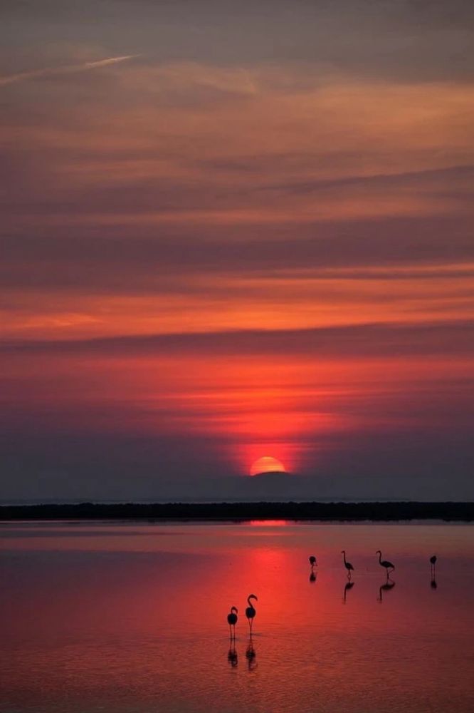Un groupe de flamants roses silhouettés contre un coucher de soleil vibrant sur la plage.