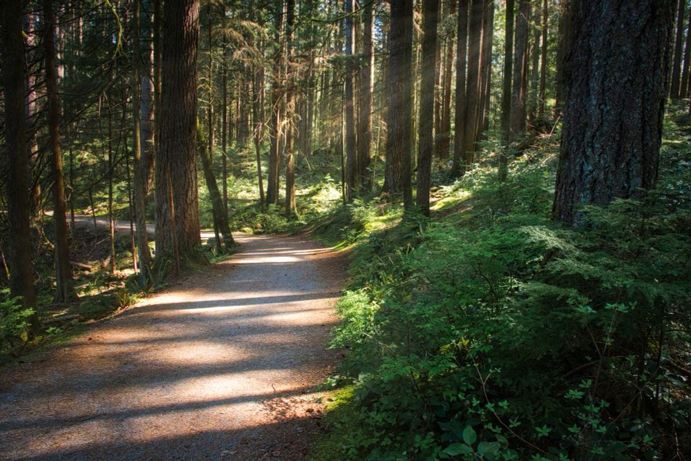 Lynn Valley Trail