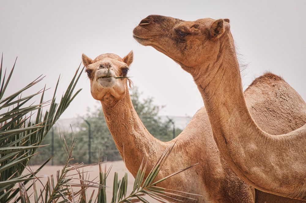 Camels in Abu Dhabi
