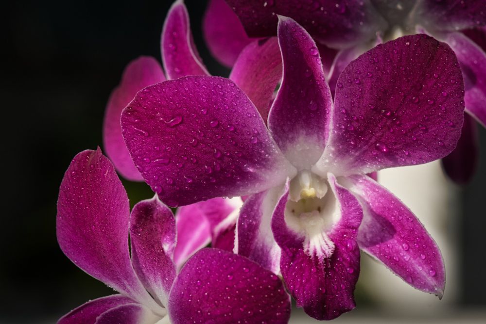 Orchid