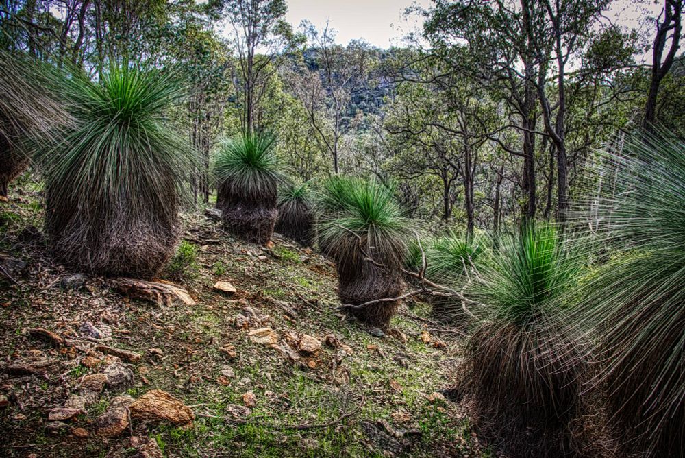 Forest in Western Australia with grass trees