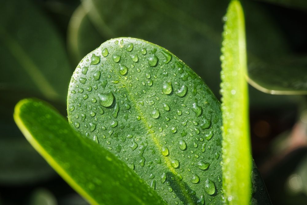 Leaves
