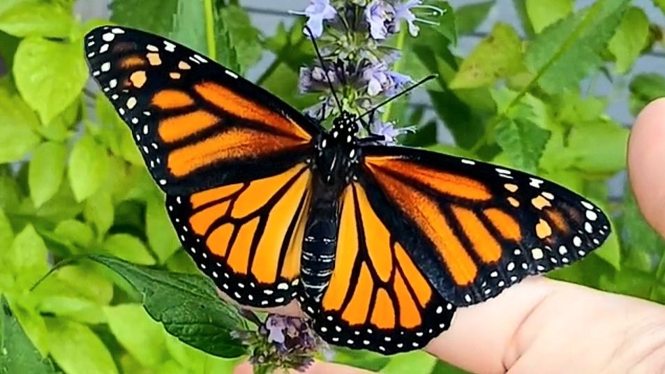 A vibrant view of a female monarch with her wings fully outstretched. The inner panes of her forewings are burnt orange which fade into a perfect pumpkin color that are lined in thick black veins. The outer tips are a mixture of small white and yellow dots against black.

The aftwings are a lighter pumpkin orange featuring thick black veins which make elongated panes from body to down the length of the wing. Two lines of white tiny dots border the edge set against black.

She is resting on my finger as I try to coax her to walk up onto the lavender bloom when I release her to the wild. This was the last of 36 healthy monarchs released in 2025 season.