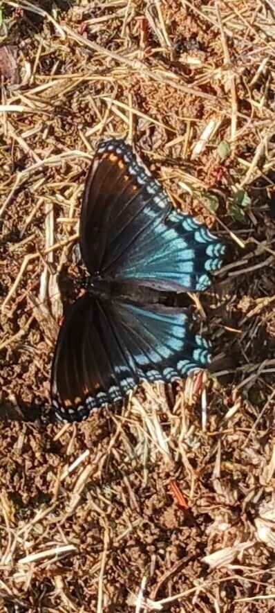 A black bodied butterfly with forewings that are black with the upper top part of the wings sporting orange/red spots and then a thinner line of white spots that fade into light blue v's along the outer edge.
The aftwings have a sheen of very light blue, a black edge that fades along the edge into three rows of light blue v's.

This one was flying along the garden but wouldn't stop long enough for me to take a picture. I called out and said, "I just want a picture!" in frustration... it seemed to hear me and landed right beside my shoe as if to say, "Oh, well here... take a picture." It stayed long enough for me to get three pics then flew off. Now I tend to ask permission before taking a picture. 🫠