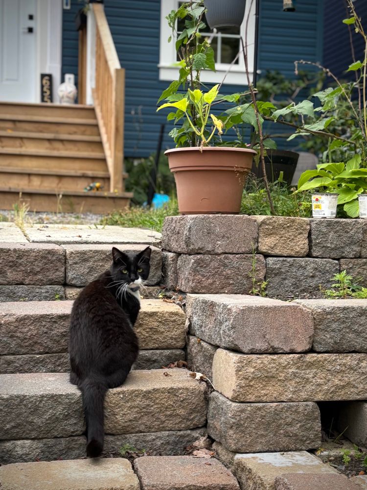 A black and white cat