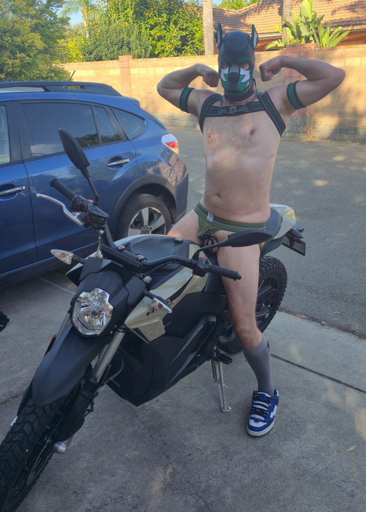 caged pup on motorcycle ready for ride