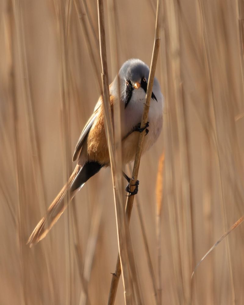 An image showing a male Bearded reedling perched on a reed, bathed in golden light against a backdrop of out-of-focus reeds