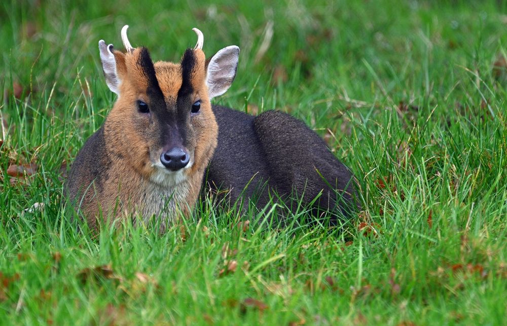 A male muntjac deer rests in green grass, showing small antlers and dark facial stripes, photographed by Marc Baldwin
