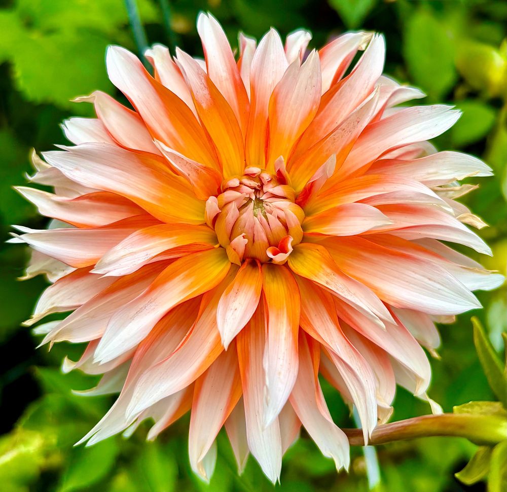 A large dahlia bloom fills almost the entire frame. It is orange and yellow in the center and goes from orange to white on each petal from center to tip. The petals are narrow and pointed at the end. It looks very much like a fireworks display! Green leafed foliage surrounds the dahlia.