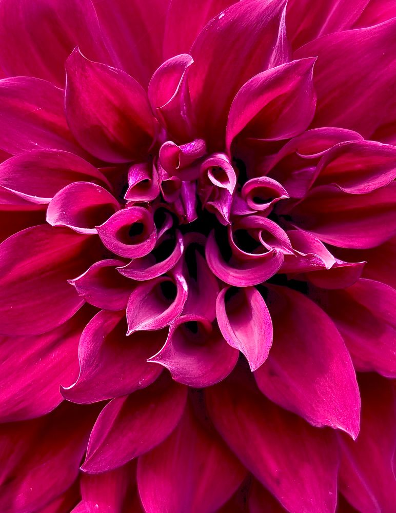 A magenta-colored dahlia is cropped in tight and fills the image, to show only the center portion. New petals in the center are in the process of opening up, and they look like the most graceful artistry! The light and shadows on the petals accent their artistic poses.